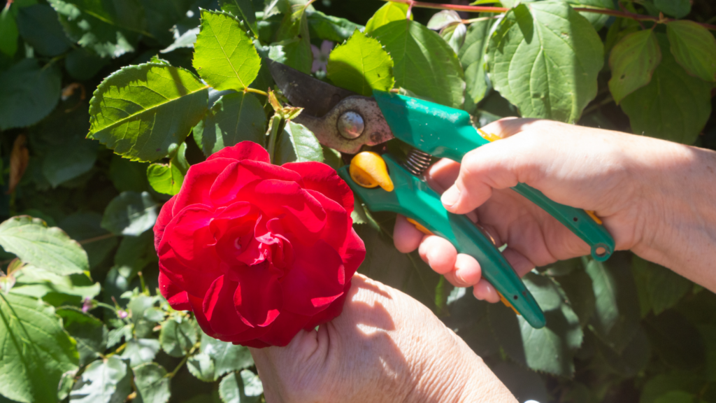 Giardino a maggio: i lavori da fare