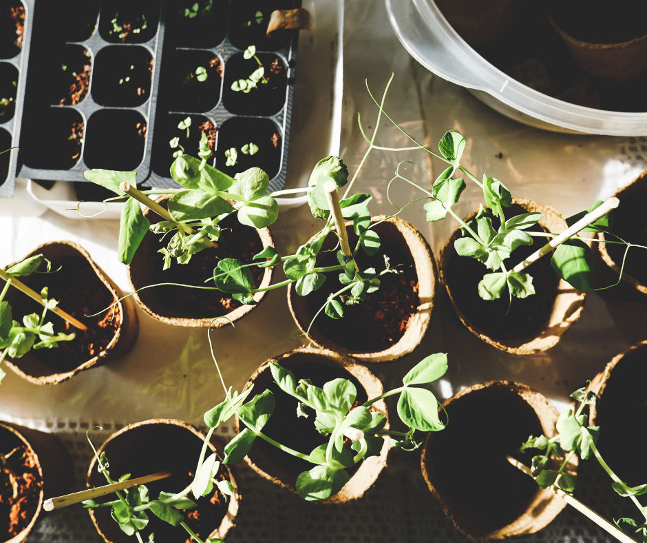 orto e giardino a marzo