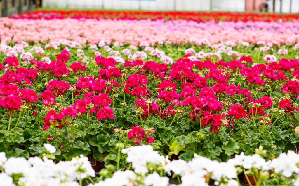 Pasqua di fiori